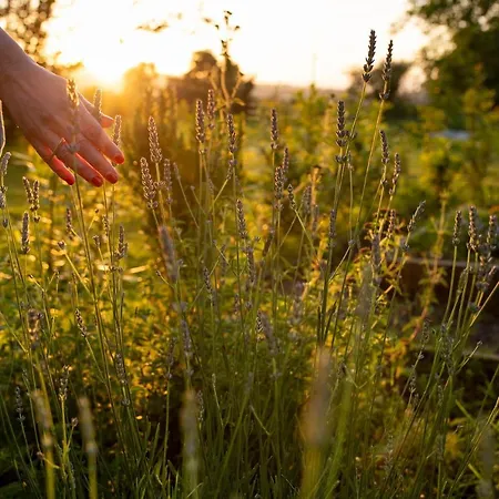 Casona De La Parra Apartamento